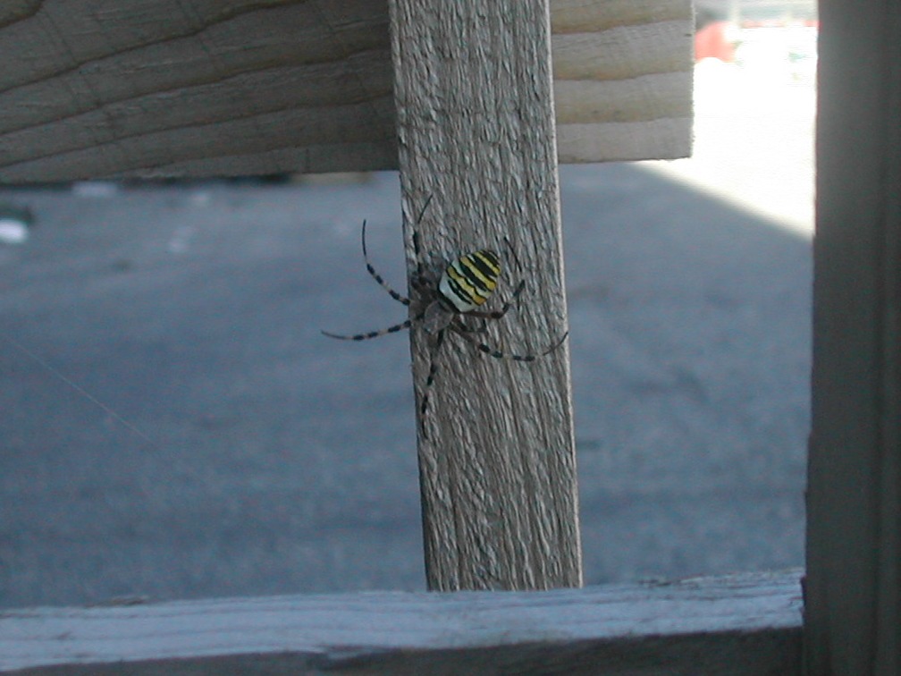 Argiope bruennichi